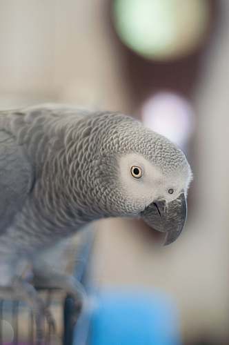 animal African Gray parrot selective focus photography bird
